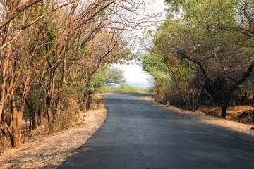 Obraz premium Beautiful asphalt road in the forest leading to an exciting destination