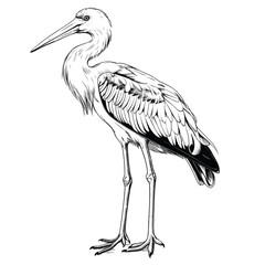Obraz premium Hand Drawn Sketch Stork Bird Illustration