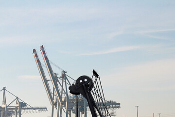 container crane in the port