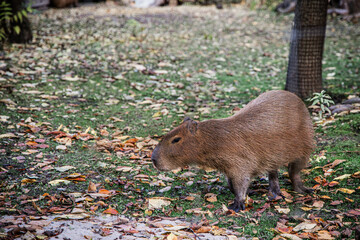 Capybara in the zoo basking in the sun on a warm autumn day
