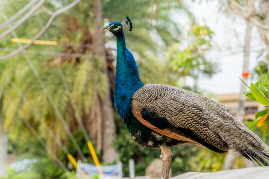 wild peacock roaming free in oahu hawaii