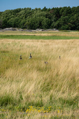 Obraz na płótnie Canvas Flock of canada geese in a field.