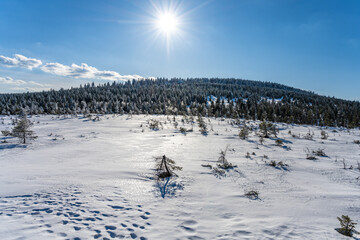 Sunny winter day at Cihadla peat-bog in Jizera Mountains, Czechia