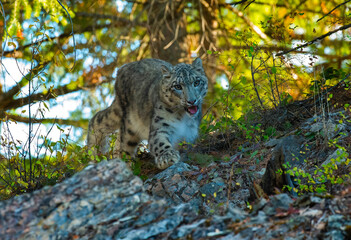 Snow Leopard