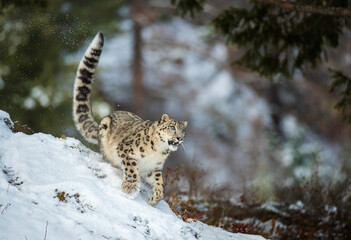 Snow Leopard