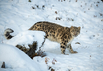 Snow Leopard