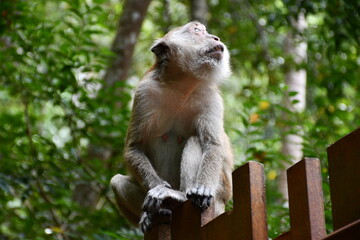 Macaques (Macaca) monkey in Thailand