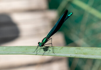 Dragonfly at Plitvice Lakes National Park. This photo is taken in July, 2023.
