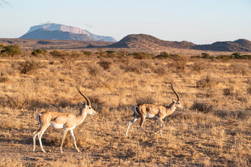 Antilope im Samburu Nationalpark - Kenia