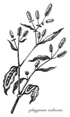 Polygonum, polygonum nodosum. Botanical illustration of polygonum. Monochrome polygonum, black and white polygonum hand drawing, polygonum sketch.