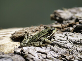 toad perching on land