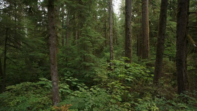 Panning shot of trees in lush green rain forest / Neilton, Washington, United States
