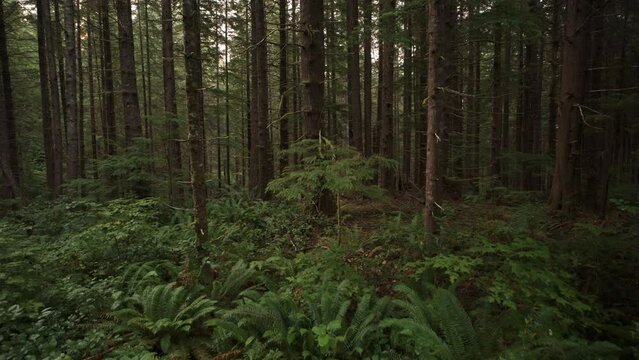 Approaching trees in dense green rain forest / Forks, Washington, United States