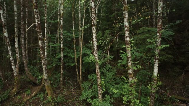 Panning shot of red alder trees in green rain forest / Forks, Washington, United States