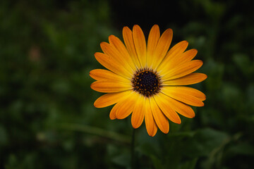 Calendula
