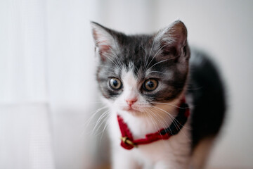Fototapeta premium 窓辺の子猫