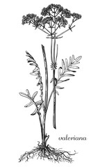 Valerian, valeriana. Botanical illustration of valeriana. Monochrome valerian, black and white valeriana hand drawing, valerian sketch.