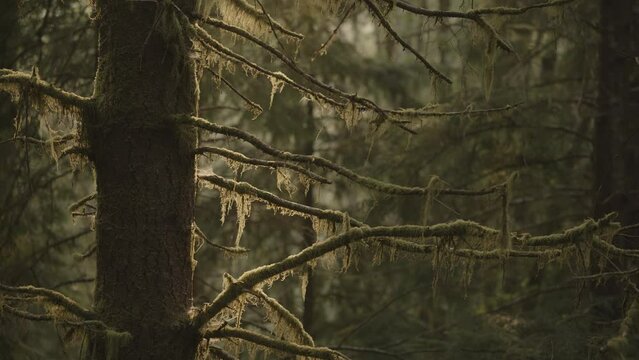 Close up of moss hanging on fir tree branches in rain forest / Forks, Washington, United States