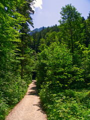 Fototapeta na wymiar Footpath in the forest during summer