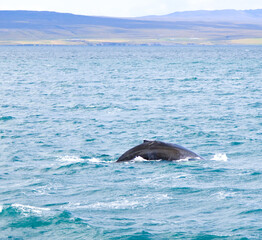 Fototapeta premium whale in the water