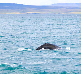 whale in the water