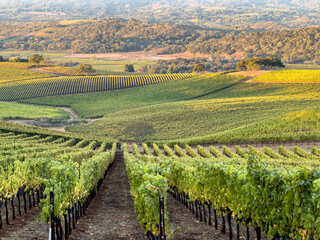 A expansive vineyard in the early morning light. Looking down the hill with vines growing in...