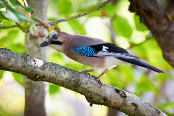 Eurasian jay bird sitting on a branch (Garrulus glandarius)