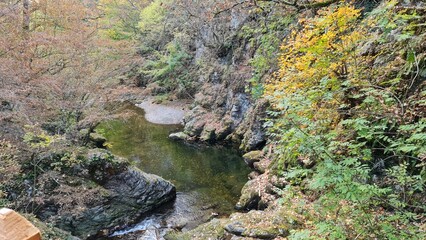 stream in the forest