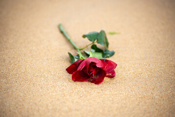 Fototapeta na wymiar Close-up portrait of a red rose lying on the beach sand.