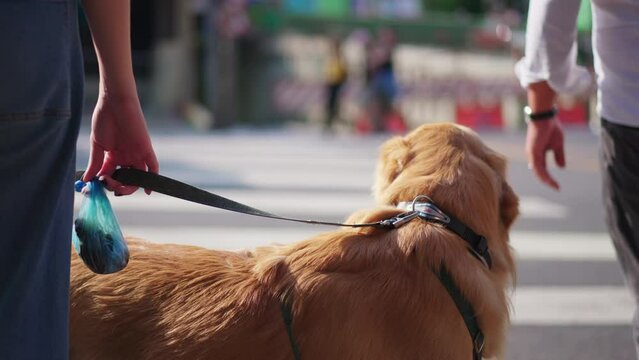 Dog on a leash standing by crosswalk waiting to cross street. Golden Retriever Pet in urban environment