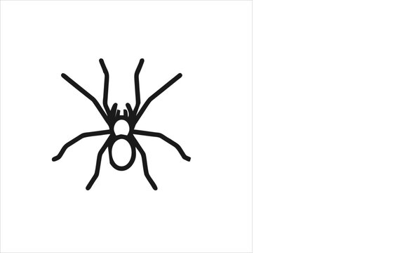 vector image of a spider