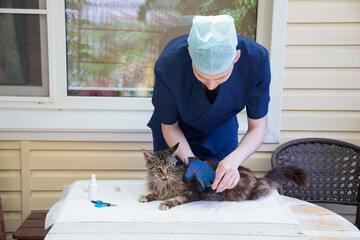 The veterinarian combs the Maine Coon cat with gloves, provides grooming and regular care for purebred pets, provides first aid, and removes parasites, fleas and ticks, High quality photo