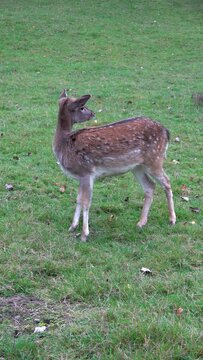 Young fallow deer on a meadow pasture