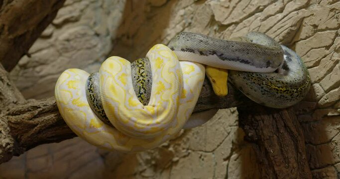 Two pythons coiled on a tree branch in terrarium