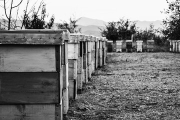 beehive boxes placed  in the nature no colors edit