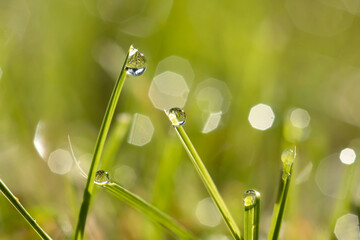 water drops on grass with bokeh background on a fall morning in Iowa