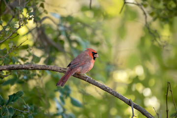 Male northern cardinal perched on a branch with blurred green background on a fall day in Iowa