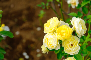 黄色の薔薇
