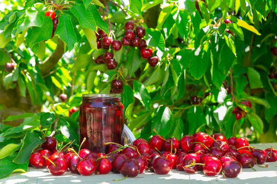 Harvest season of sweet cherries. Freshly harvested and jar with preserved fruits laying on table and hanging on trees in garden