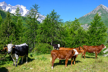 Fototapeta na wymiar Нerd of cows grazing in alpine meadow neat Col du Lautaret, French Alps