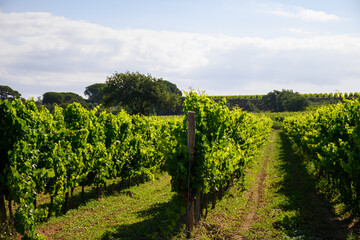 Fototapeta na wymiar View on green grand cru vineyards Cotes de Provence, production of rose wine near Ramatuelle village, Var, France