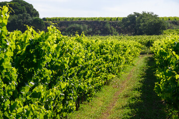 View on green grand cru vineyards Cotes de Provence, production of rose wine near Ramatuelle village, Var, France - obrazy, fototapety, plakaty