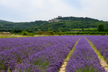 Naklejka premium View on rows of blossoming purple lavender, green fiels and Lacoste village in Luberon, Provence, France in July