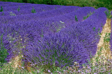 Purple blossom of lavender plants on Valensole plateau in Provence, France