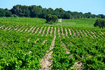 Vineyards of Chateauneuf du Pape appelation with grapes growing on soils with large rounded stones...