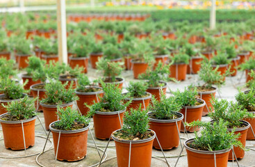 Bushes of fresh aromatic rosemary in pots in rows at greenhouse farm