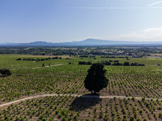 Vineyards of Chateauneuf du Pape appelation with grapes growing on soils with large rounded stones galets roules, lime stones, gravels, sand.and clay, famous red wines, France