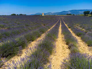 View on Plateau of Valensole with rows of blossoming purple lavender, wheat grain fiels and green trees, Provence, France in July