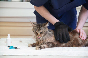 The Maine Coon cat stuck out his tongue in pleasure as the veterinarian was using a glove to...