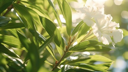 Opalescent oleander leaves with a backdrop of dappled sunlight filtering through the branches.